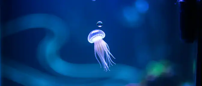 Биологический механизм Turritopsis dohrnii может стать ключом к поиску способов управления старением человеческого организма